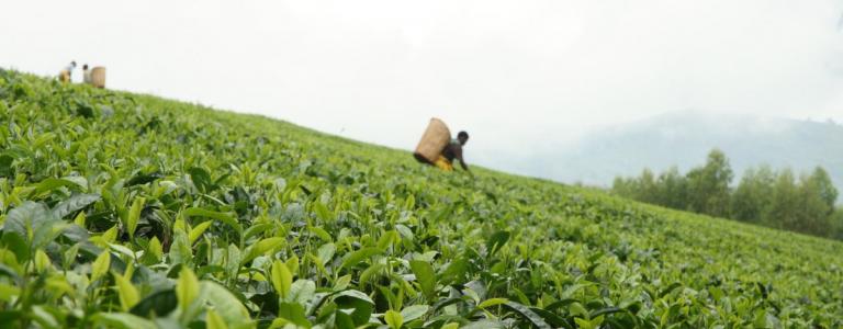 Farmer on a tea plantation