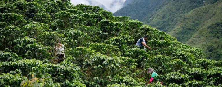 group-farmers-collecting-coffee-beans-south-america.jpg