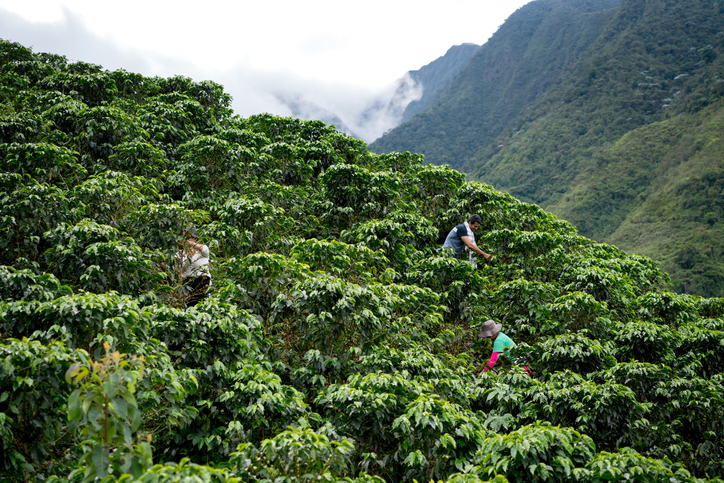 group-farmers-collecting-coffee-beans-south-america